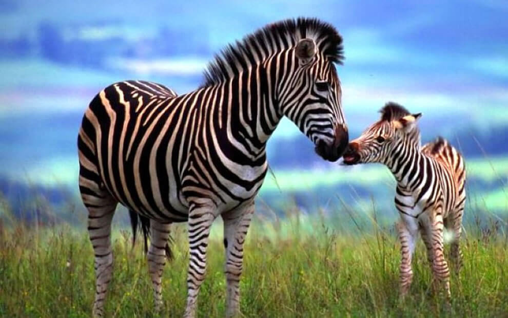 Mom and baby zebra