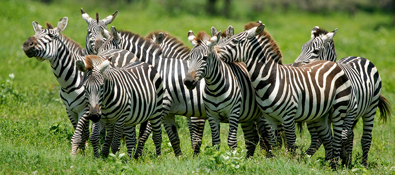 Group of zebras