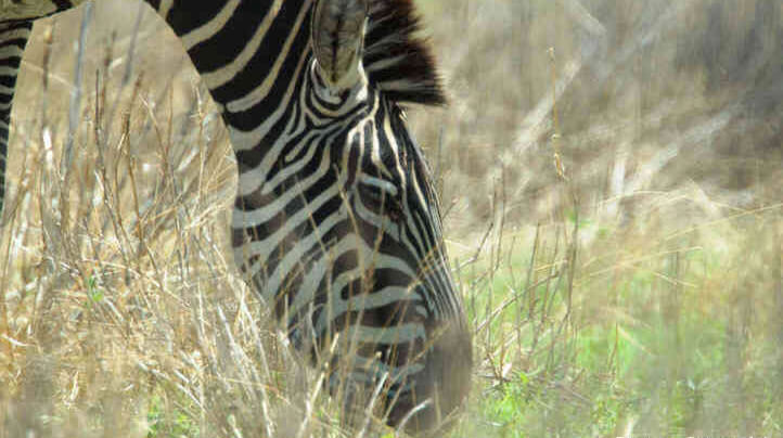 Zebra eating grass