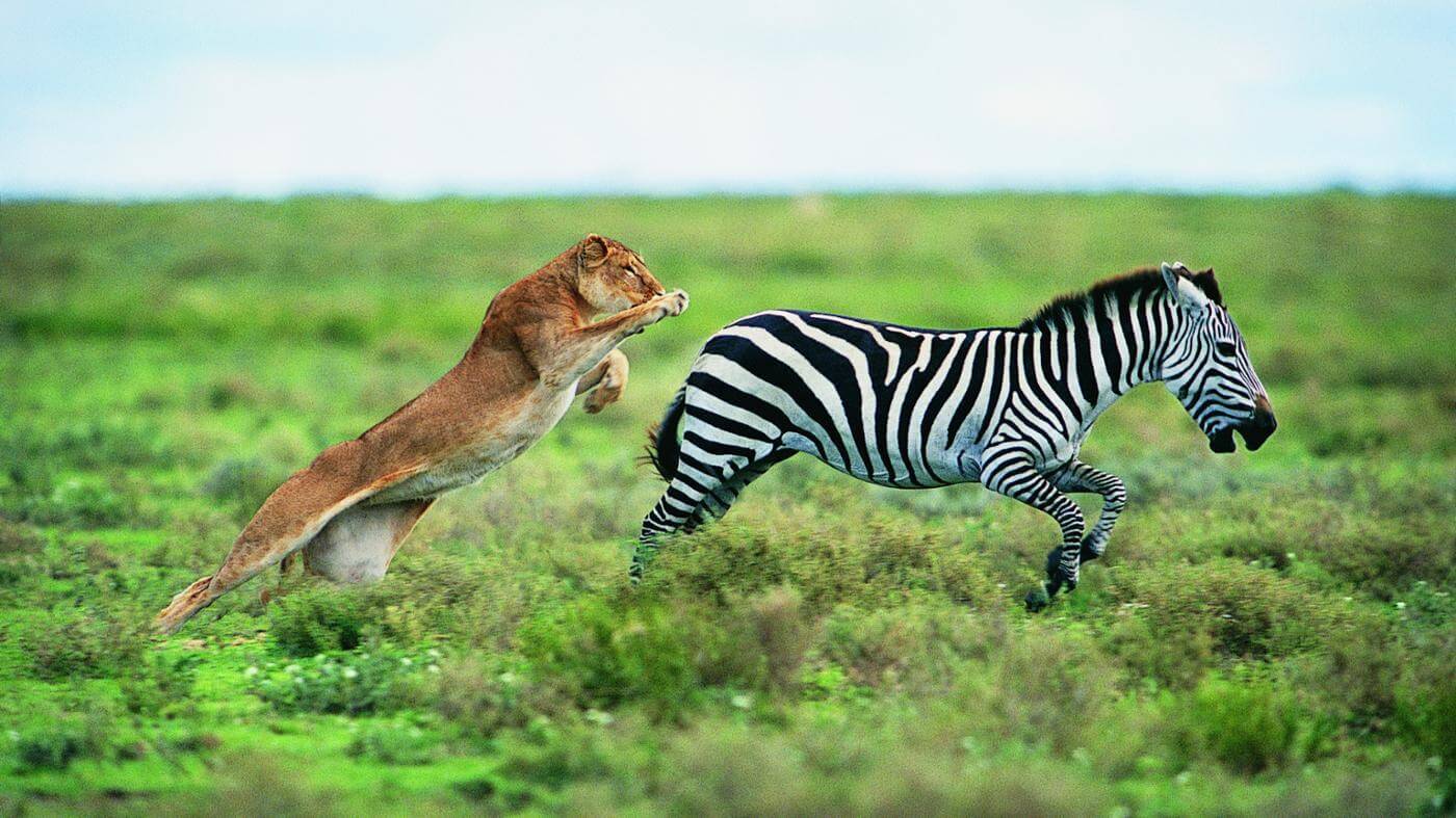 Lion attacking zebra