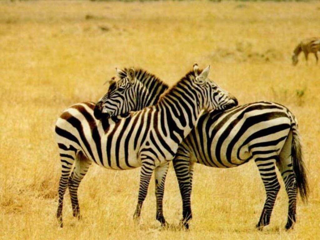 Zebra running fast