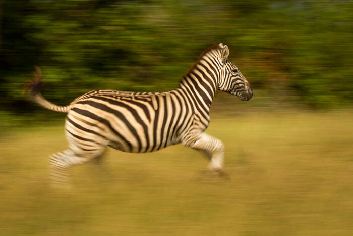 Zebra running fast